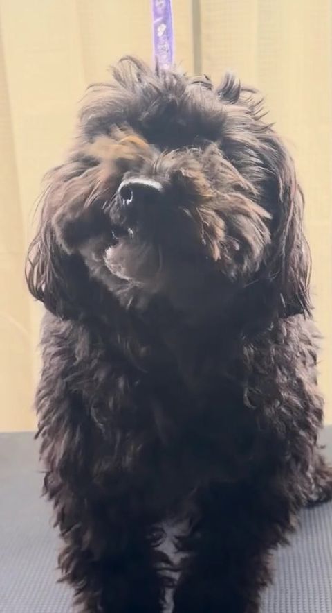 Före: svart lockig hund med lång, rufsig päls