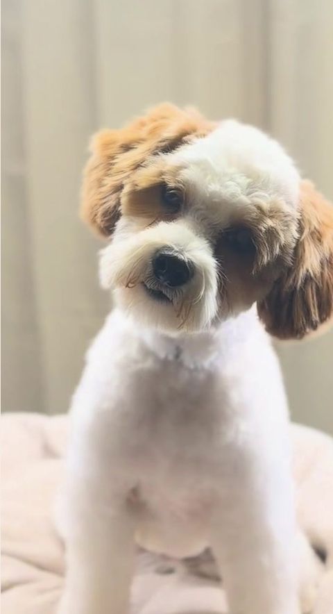 Efter: samma hund nyklippt