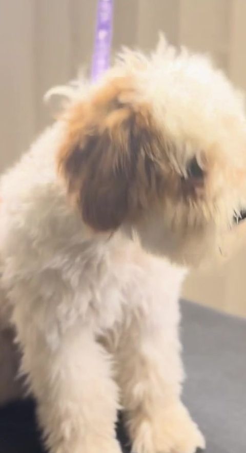 Före: vit hund med bruna öron med lång, rufsig päls