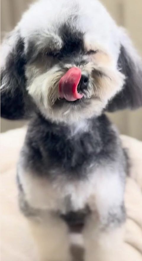 Efter: samma hund nyklippt