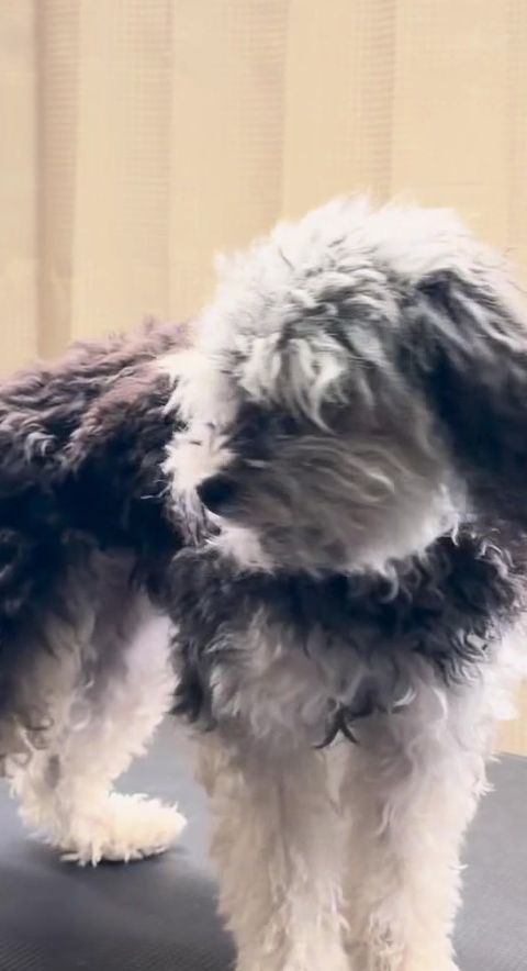 Före: svartvit spräcklig hund med lång, rufsig päls